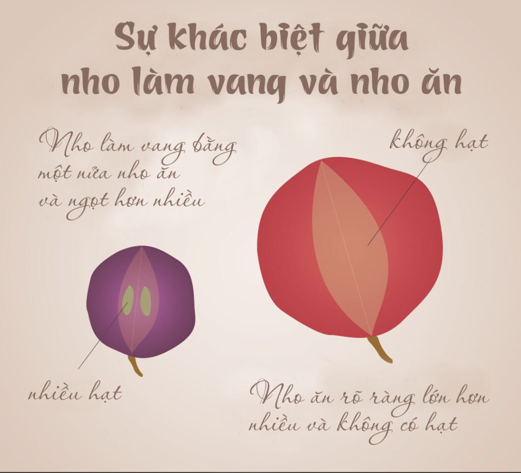 Rượu Vang Là Gì?