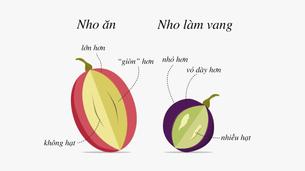 Rượu Vang Là Gì?